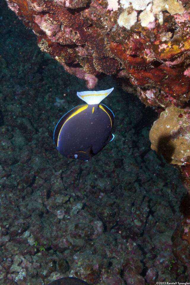 Acanthurus nigricans (Whitecheek Surgeonfish)