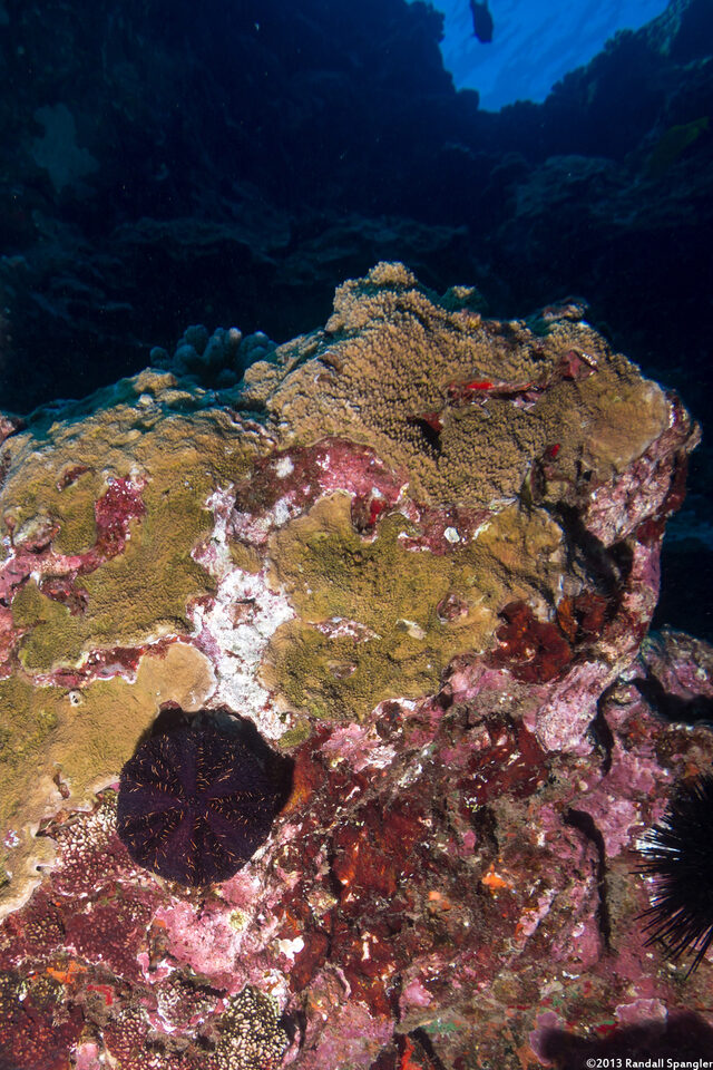 Tripneustes gratilla (Collector Urchin)