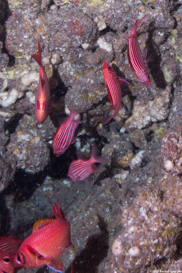 Sargocentron diadema (Crown Squirrelfish)