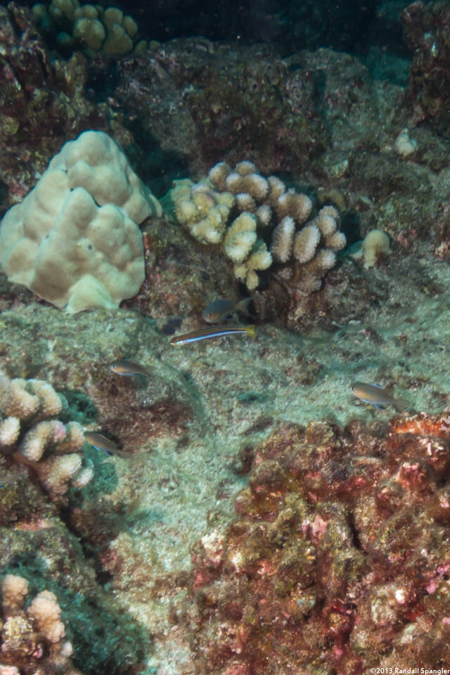 Plagiotremus goslinei (Gosline's Fang Blenny)
