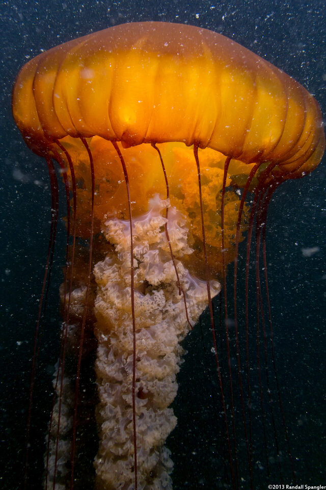 Chrysaora fuscescens (Brown Jellyfish)