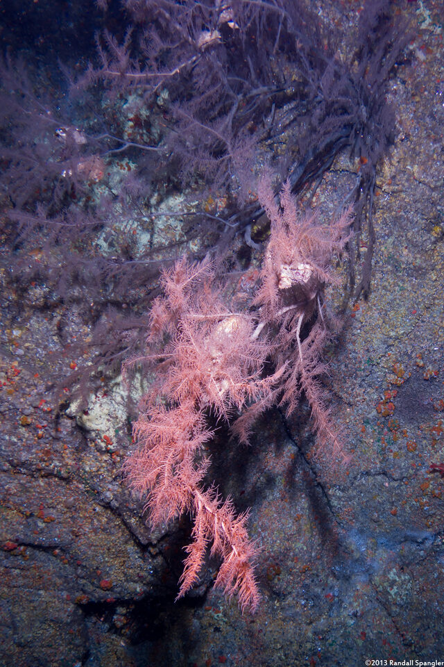 Myriopathes ulex (Feathery Black Coral)