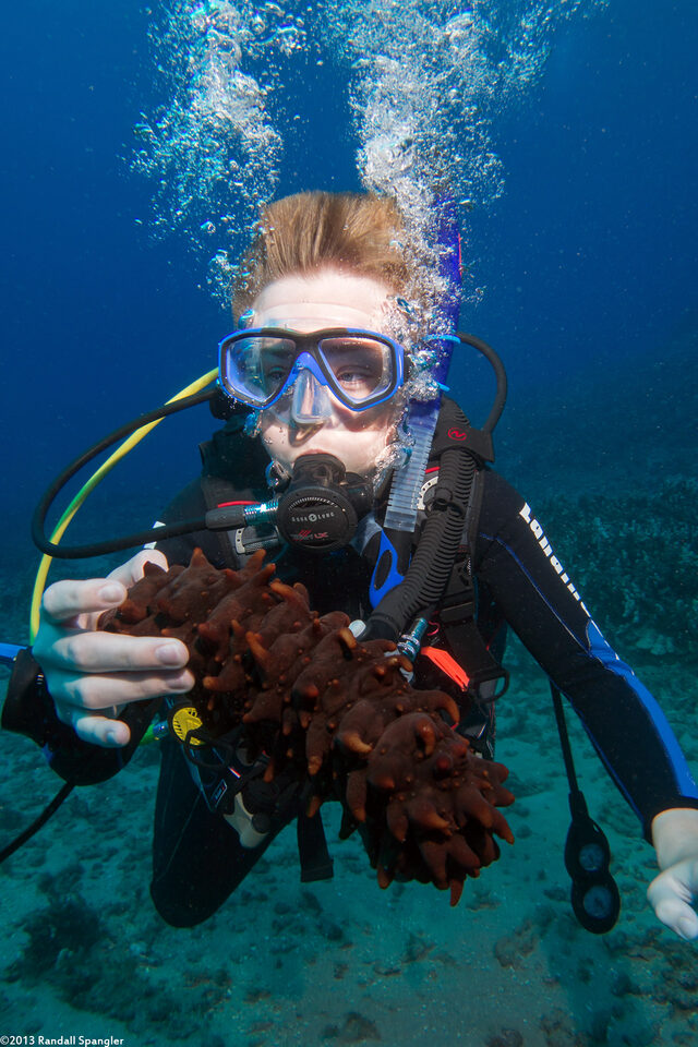 Stichopus sp.1 (Hawaiian Spiky Sea Cucumber)
