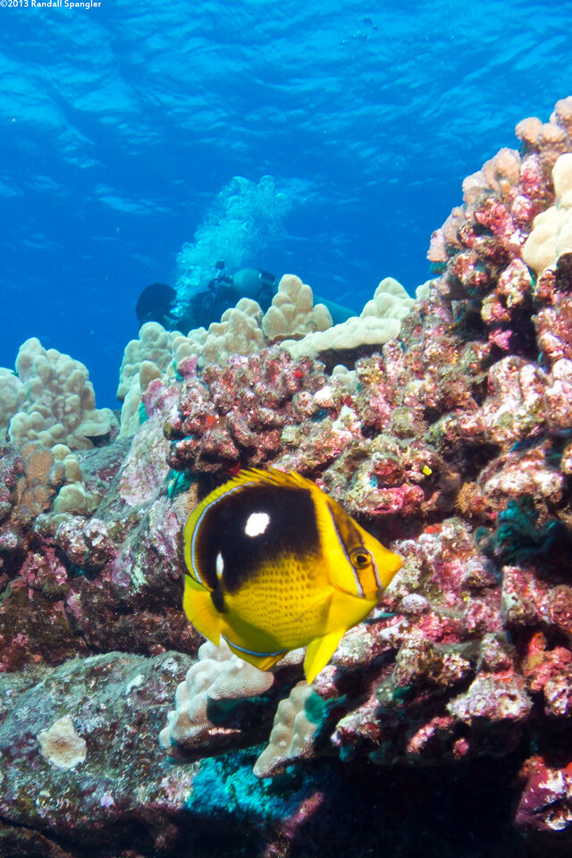 Chaetodon quadrimaculatus (Fourspot Butterflyfish)