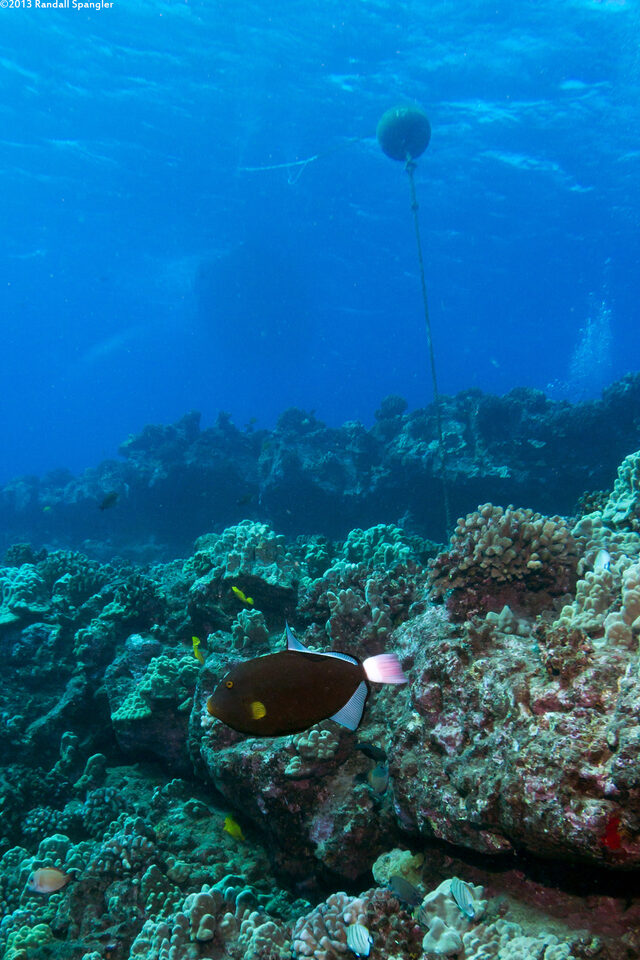 Melichthys vidua (Pinktail Triggerfish)