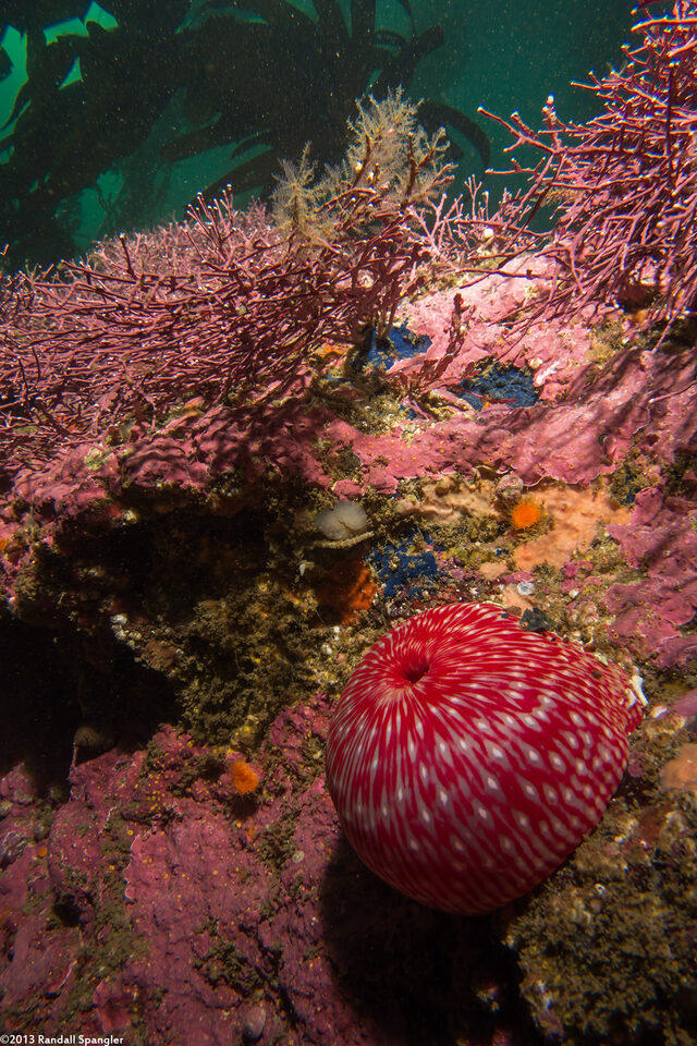 Urticina eques (White-Spotted Rose Anemone)