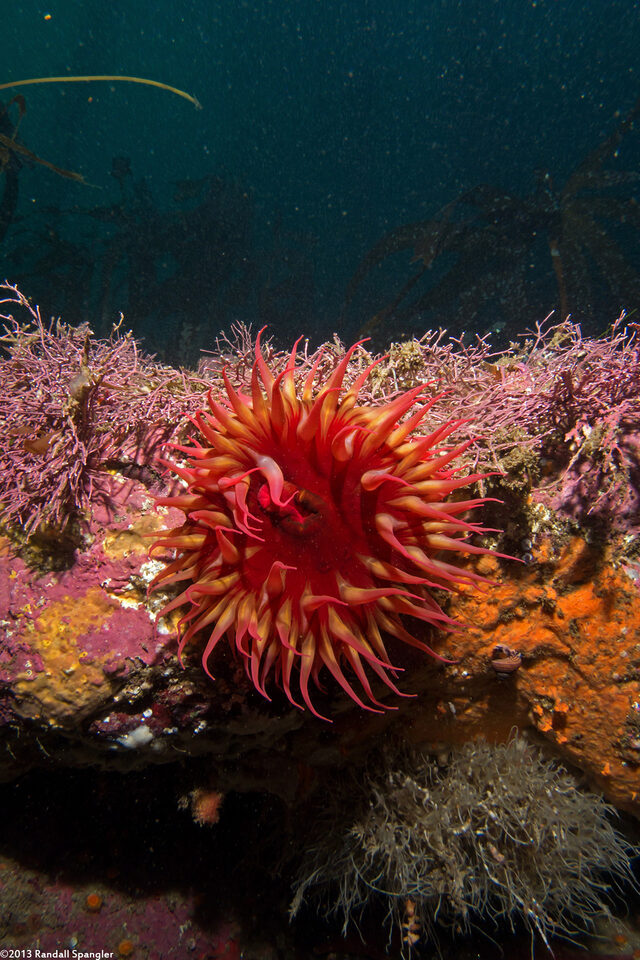 Urticina eques (White-Spotted Rose Anemone)
