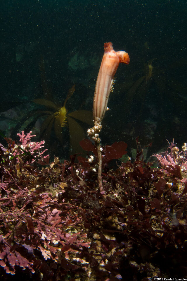 Styela montereyensis (Stalked Tunicate)