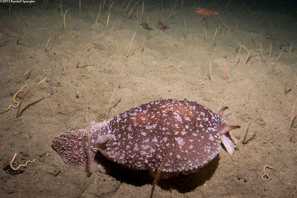 Pleurobranchaea californica (California Sidegill)