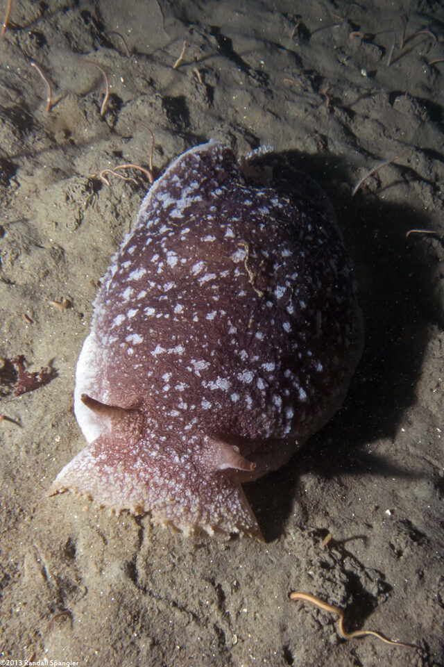 Pleurobranchaea californica (California Sidegill)