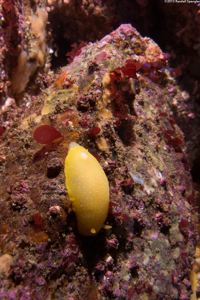 Doriopsilla fulva (White-Speckled Dorid)