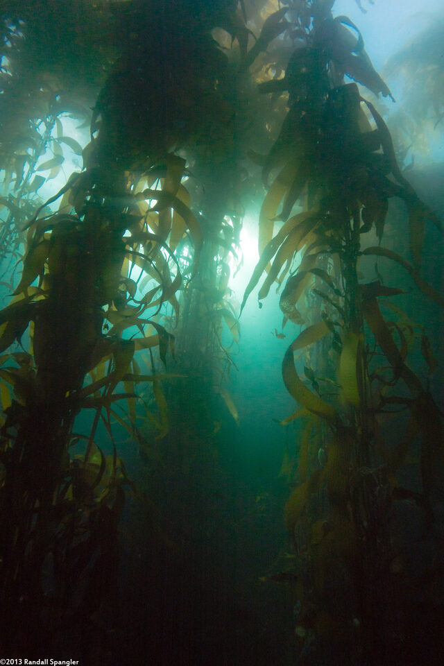 Macrocystis pyrifera (Giant Kelp)