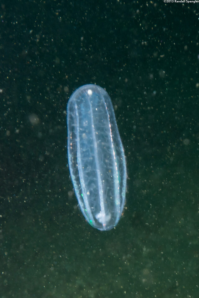 Beroe cucumis (Beroe cucumis)