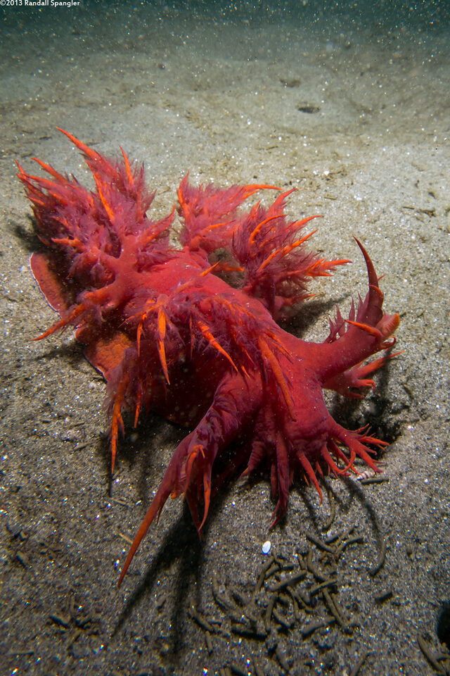 Dendronotus iris (Rainbow Dendronotus)