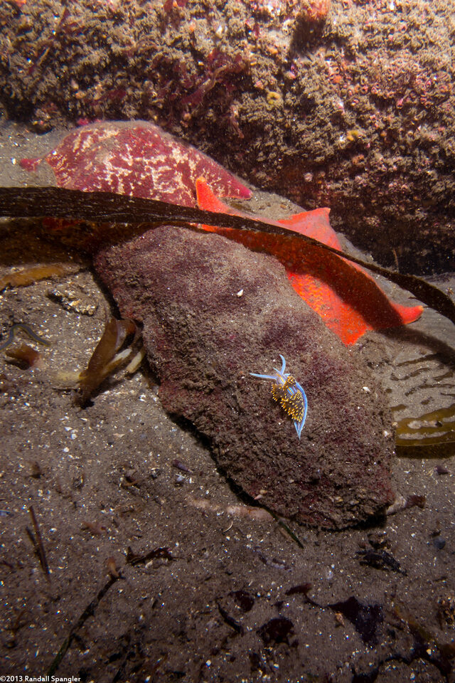 Cryptochiton stelleri (Gumboot Chiton)