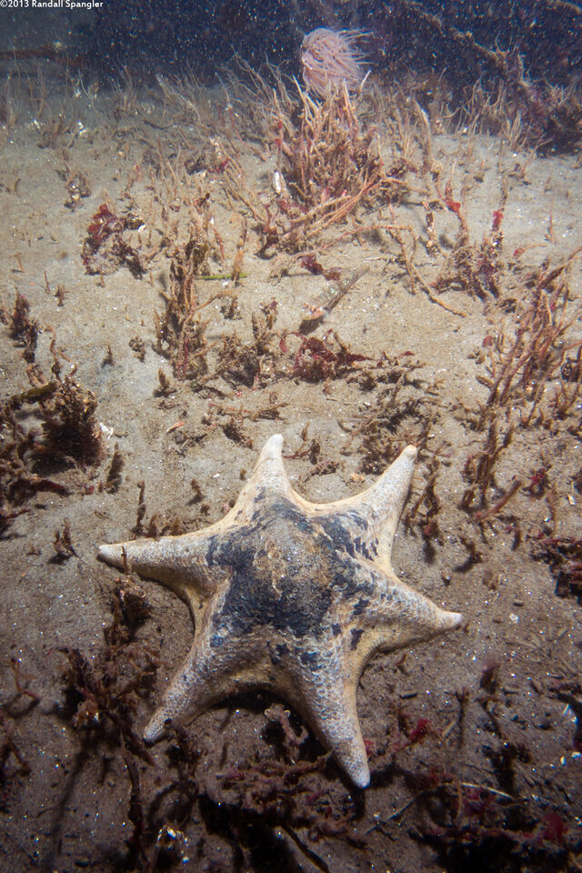 Patiria miniata (Bat Star)