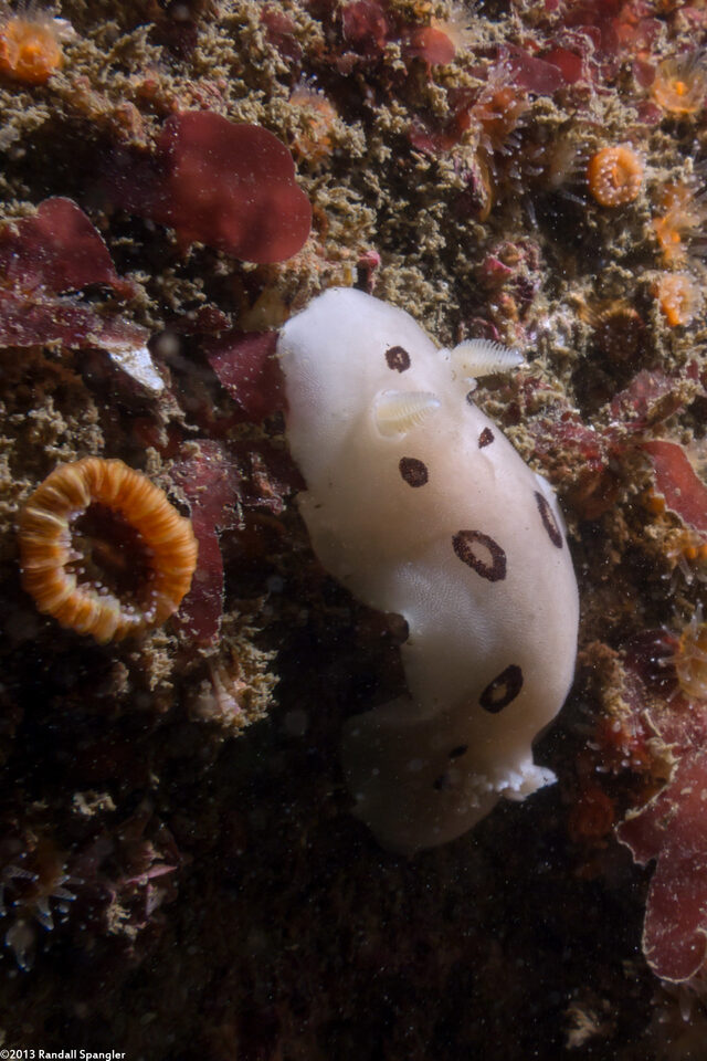 Diaulula sandiegensis (San Diego Dorid)