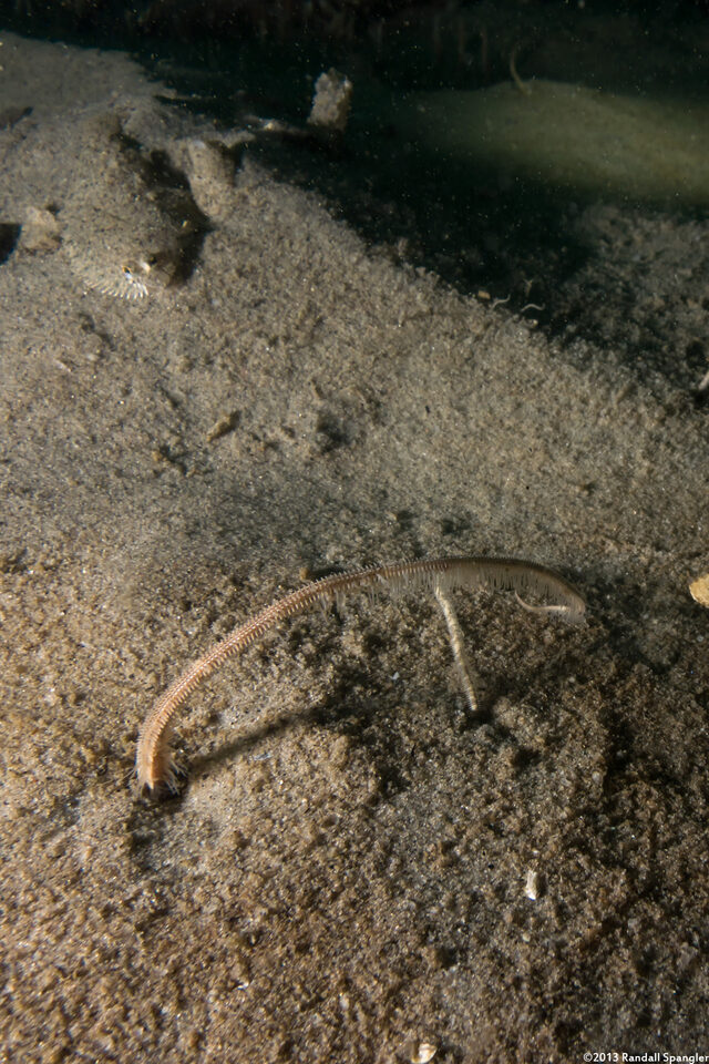 Amphiura arcystata (Sand Brittle Star)