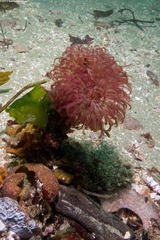 Sabellidae sp.6 (Banded Feather Duster Worm)