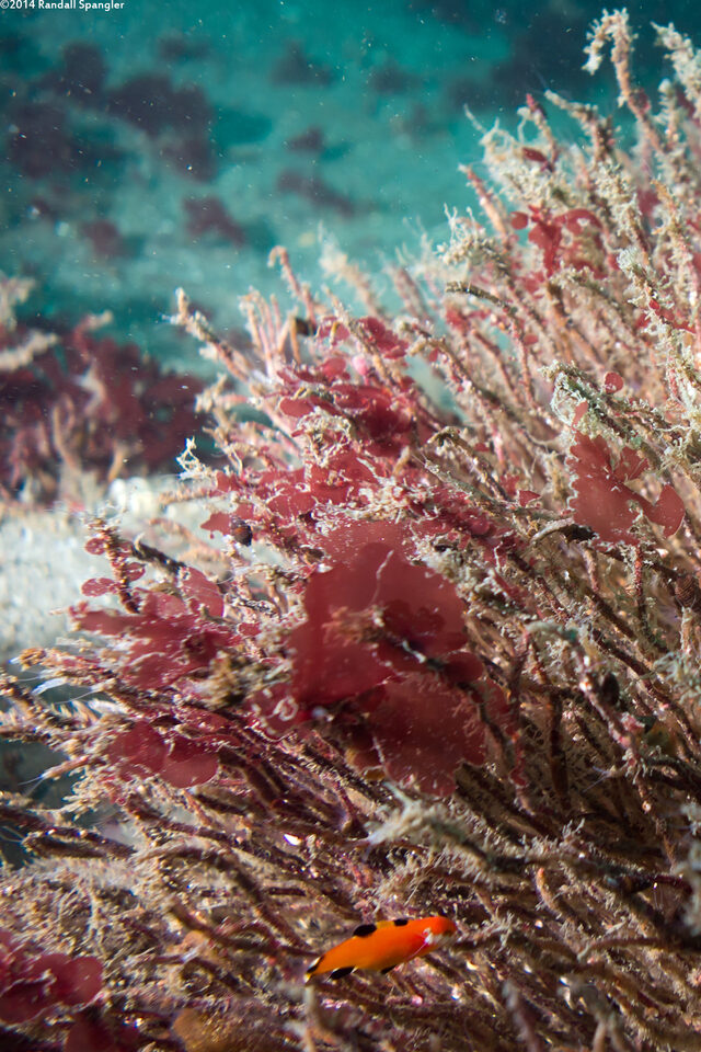 Semicossyphus pulcher (California Sheephead)