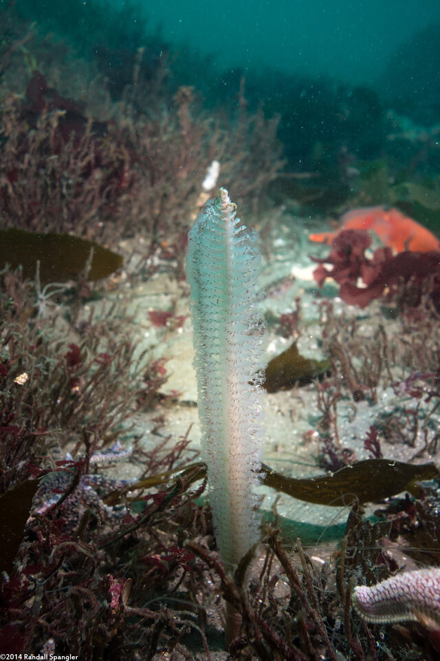 Stylatula elongata (White Sea Pen)