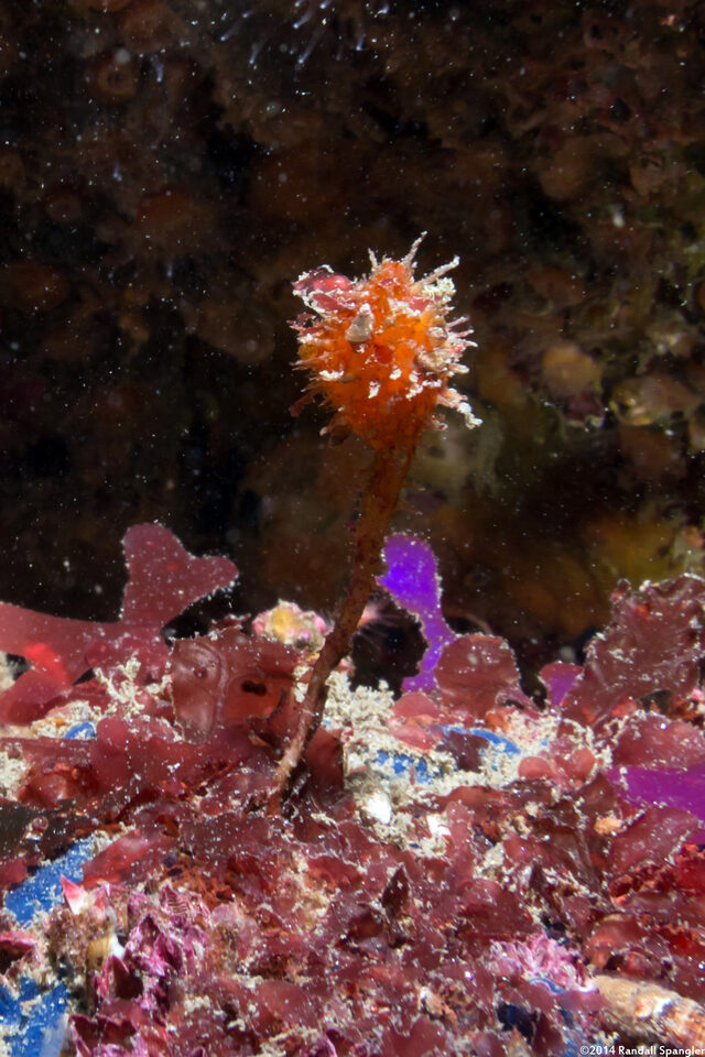 Boltenia villosa (Spiny-Headed Tunicate)