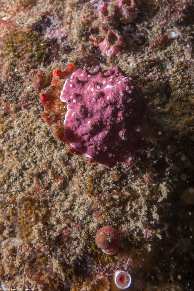 Homalopoma luridum (Dark Dwarf-Turban)