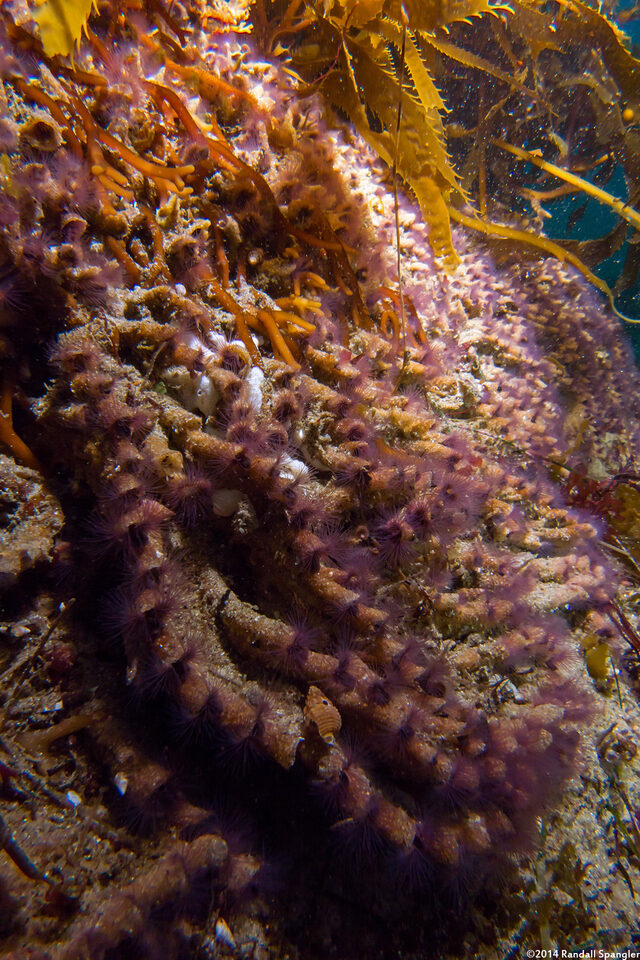 Phragmatopoma californica (Sandcastle Worm)
