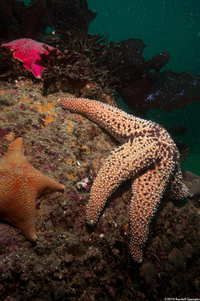 Pisaster giganteus (Giant Spined Star)