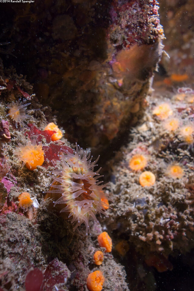 Paracyathus stearnsii (Brown Cup Coral)