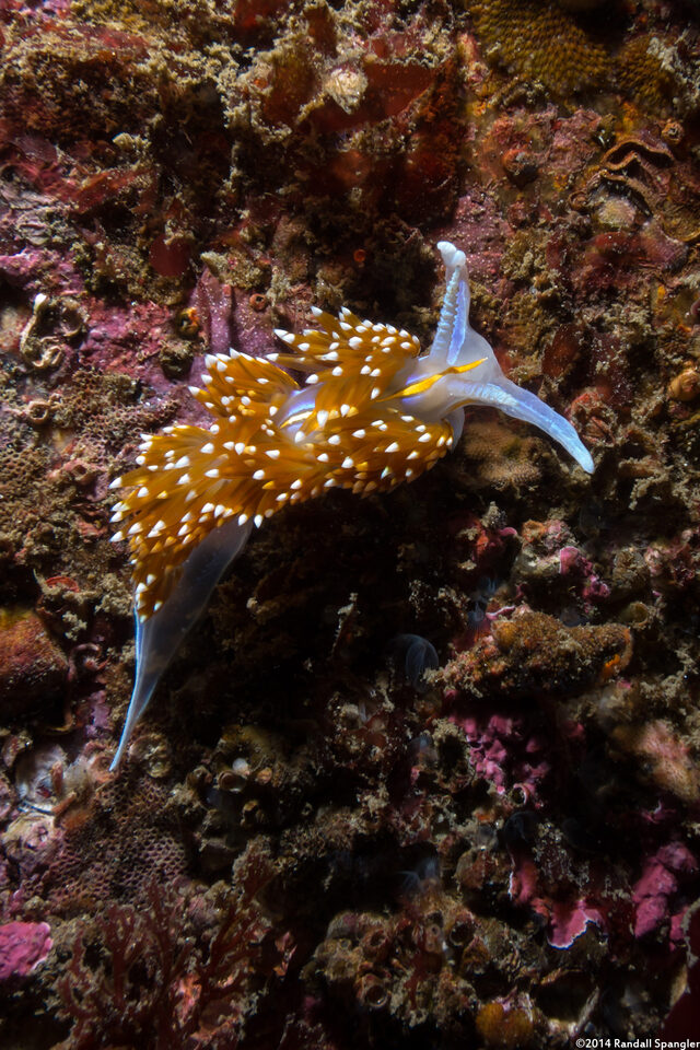 Hermissenda opalescens (Opalescent Nudibranch)