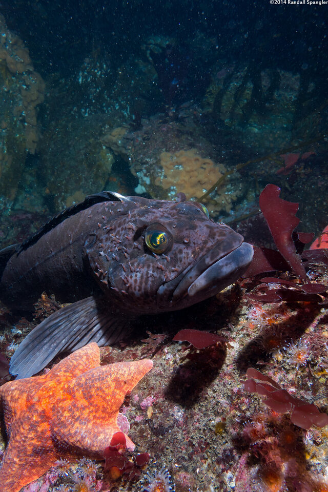 Ophiodon elongatus (Lingcod); Note facial parasites