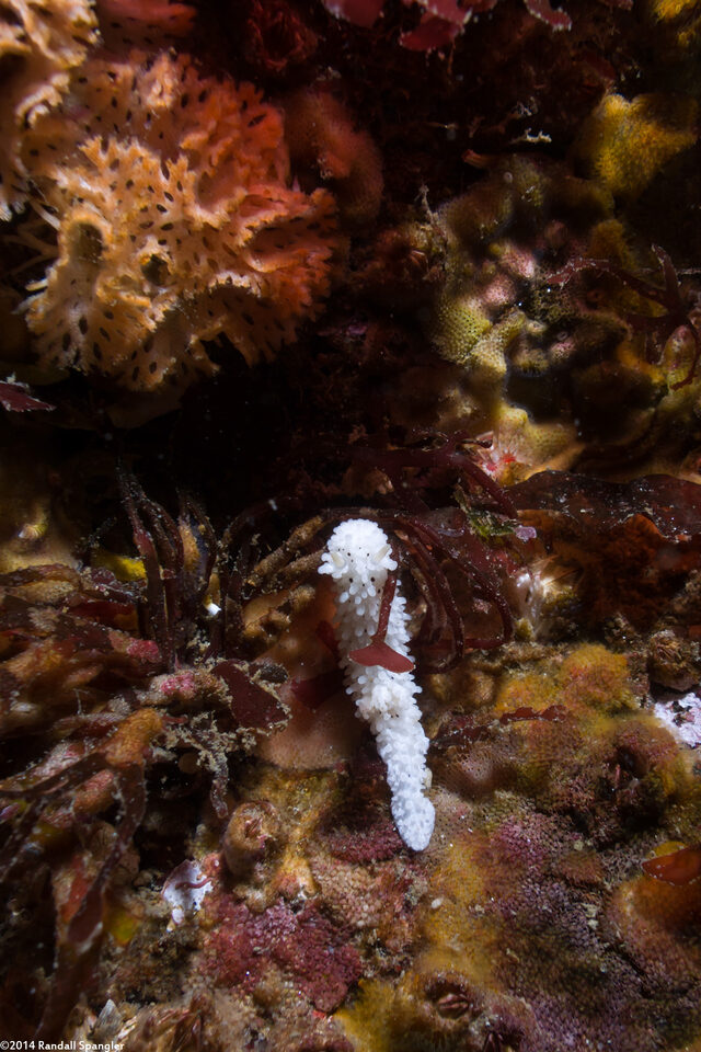 Aegires albopunctatus (Salt-and-Pepper Dorid)