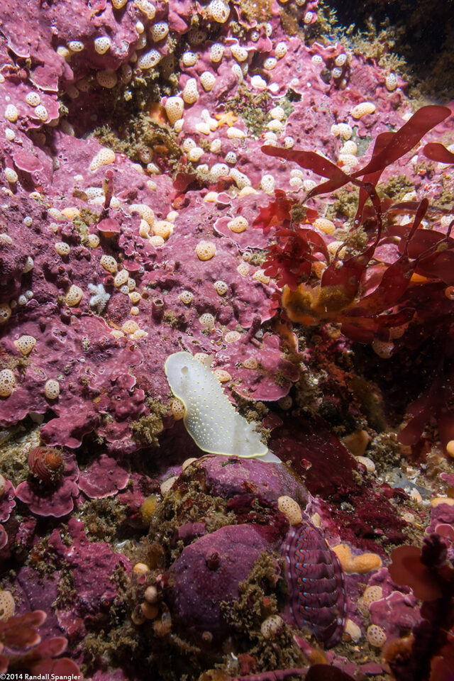 Didemnum carnulentum (Didemnum Carnulentum)