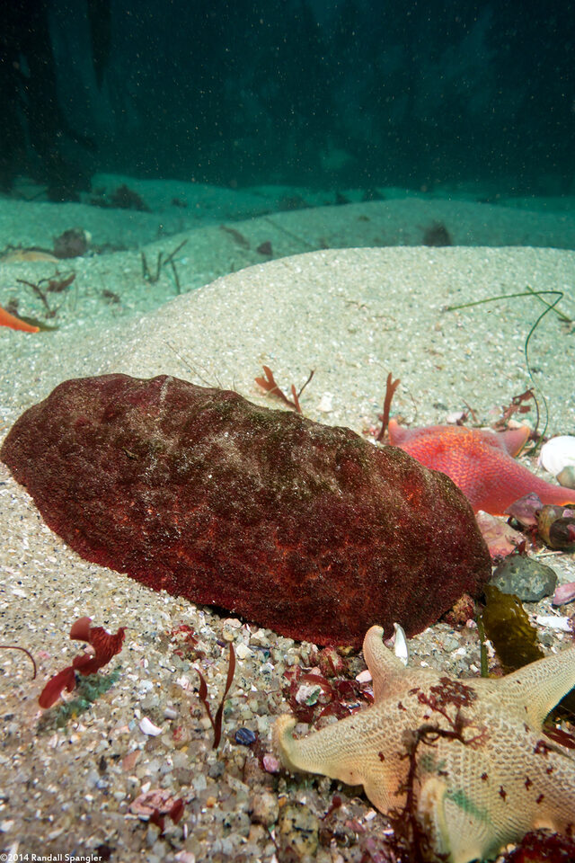 Cryptochiton stelleri (Gumboot Chiton)