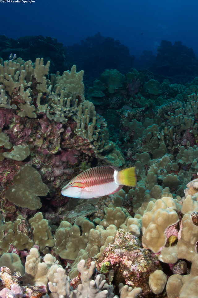 Oxycheilinus unifasciatus (Ringtail Wrasse)