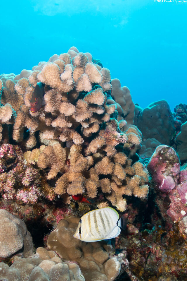 Chaetodon multicinctus (Multiband Butterflyfish)