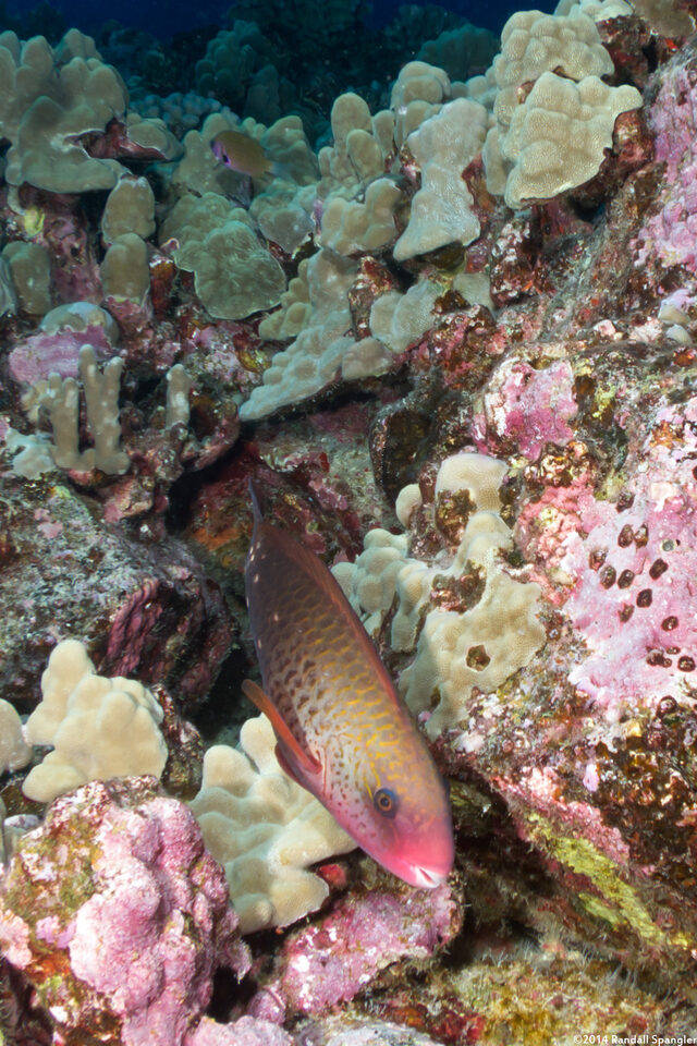 Chlorurus spilurus (Bullethead Parrotfish)