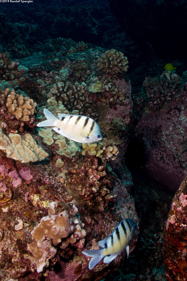 Abudefduf abdominalis (Hawaiian Sergeant)