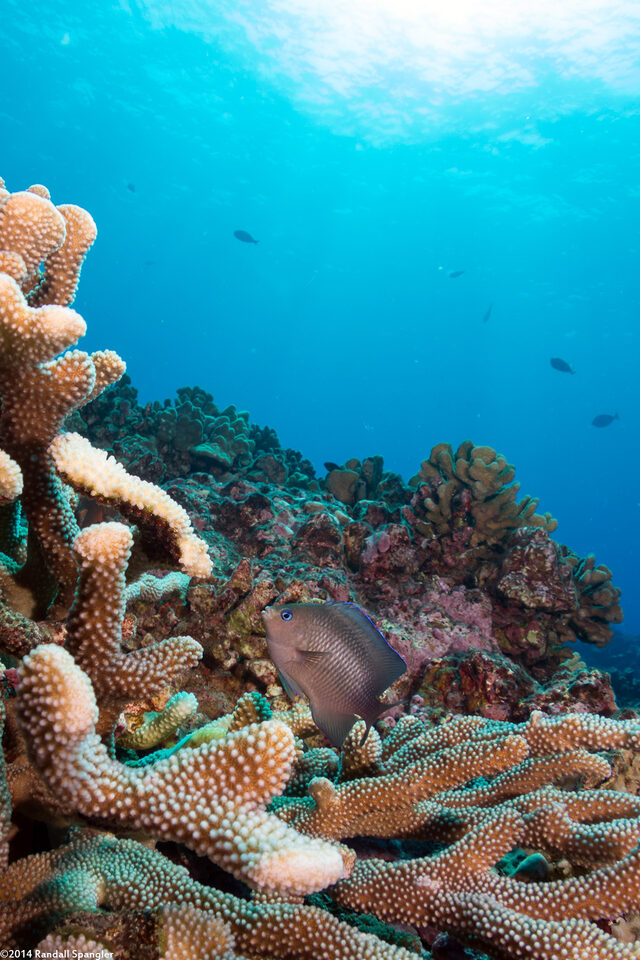 Plectroglyphidodon johnstonianus (Johnston Damsel)