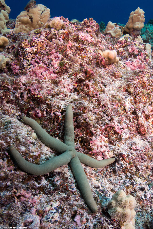 Linckia guildingi (Green Linckia)