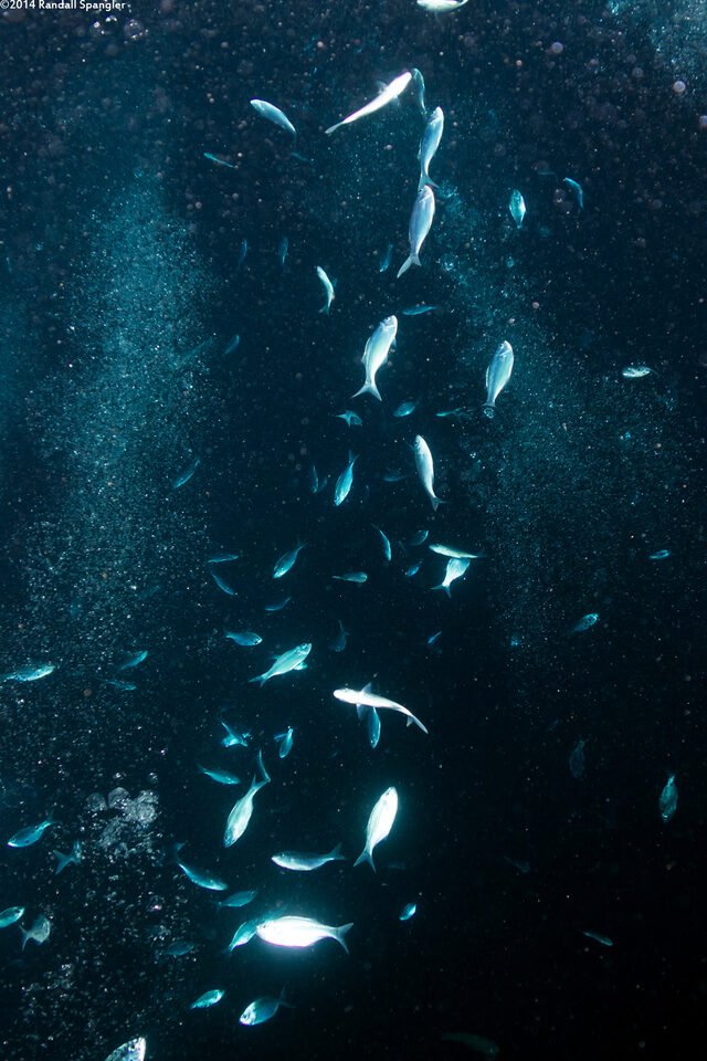 Selar crumenophthalmus (Bigeye Scad)