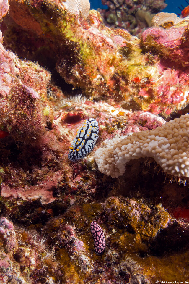 Phyllidia varicosa (Varicose Phyllidia)