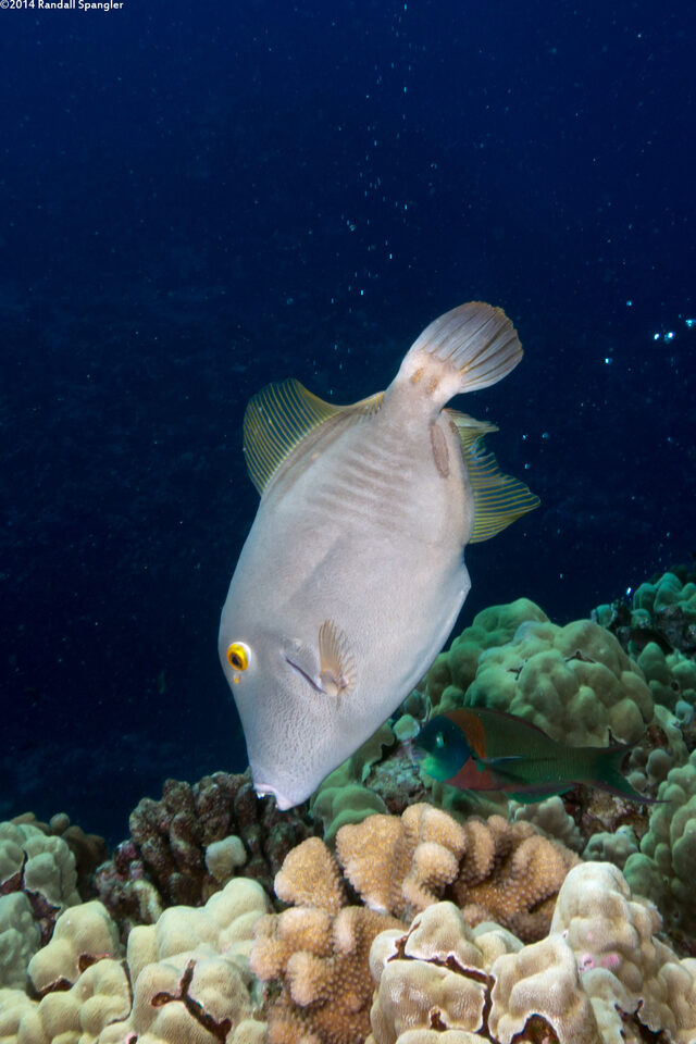 Cantherhines dumerilii (Barred Filefish)