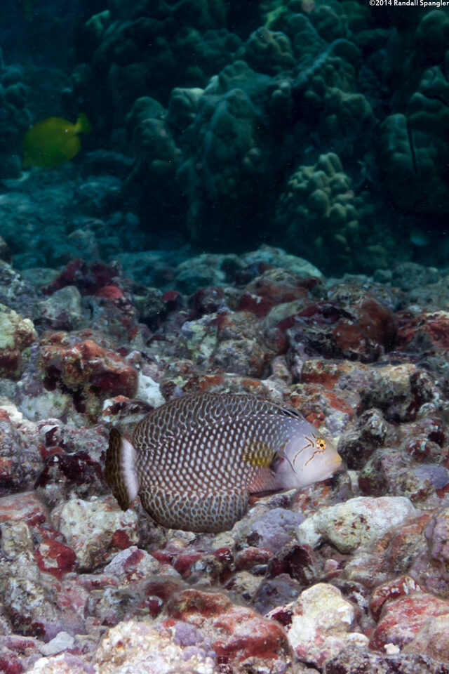 Novaculichthys taeniourus (Rockmover Wrasse)