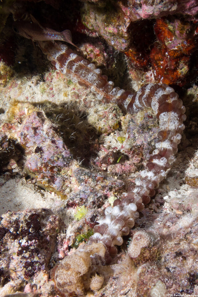 Polyplectana kefersteinii (Keferstein's Sea Cucumber)