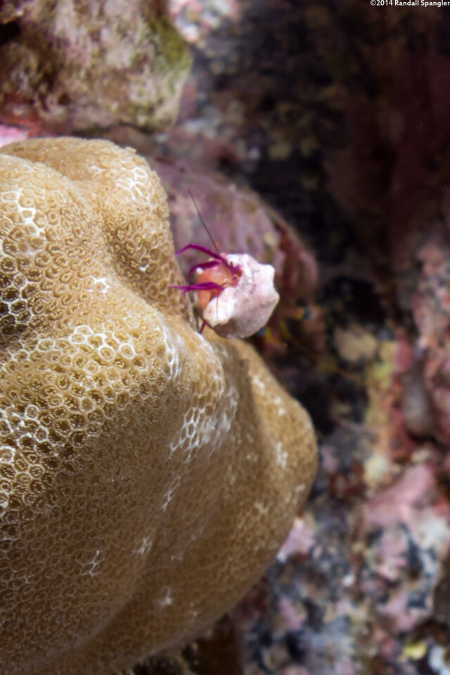 Pylopaguropsis keijii (Keiji's Hermit Crab)