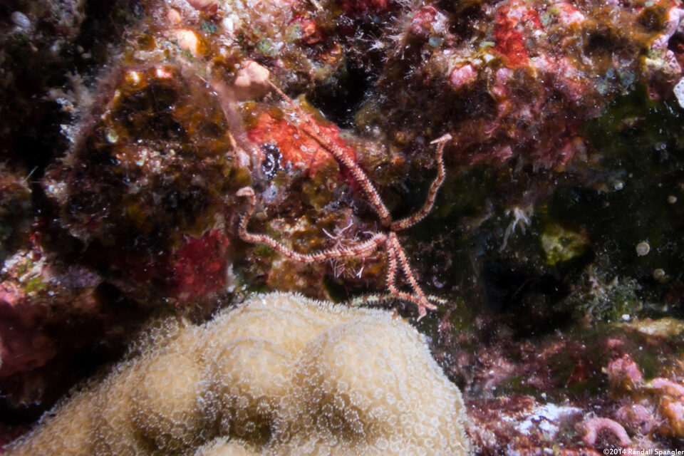 Ophiactis sp.1 (Sponge Brittle Star)