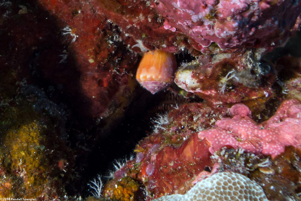 Conus pertusus (Perforated Cone)