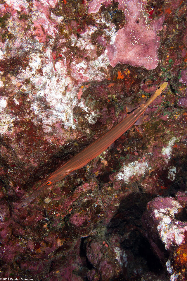 Aulostomus chinensis (Trumpetfish)